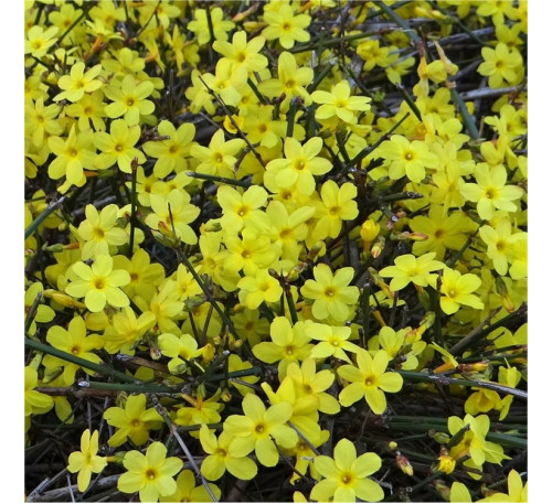 Жасмин голоквітковий (Jasminum nudiflorum)